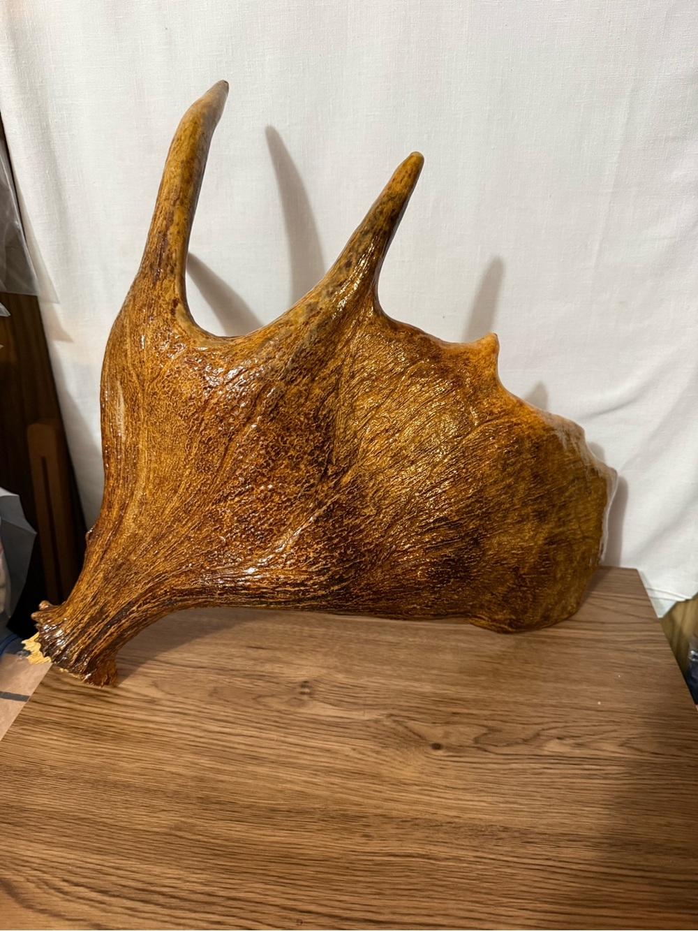 Moose antler from Maine